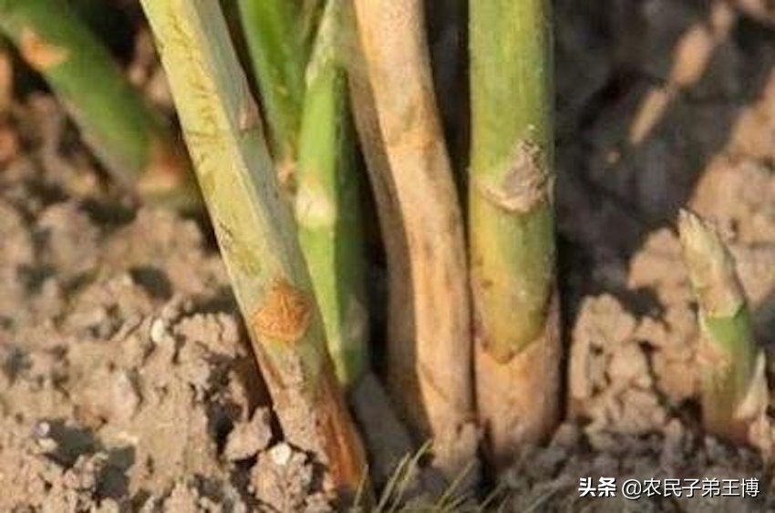芦笋根枯病防治,芦笋根茎腐烂是什么病