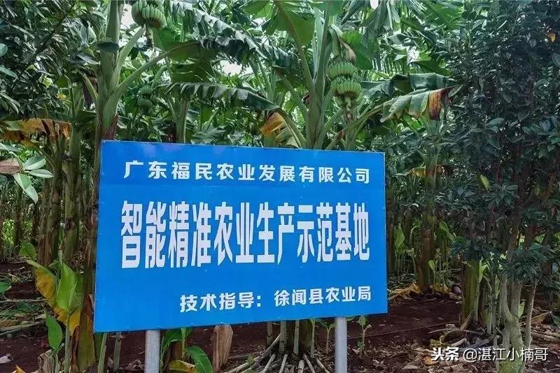 徐闻香蕉基地500亩,广东徐闻县香蕉种植面积