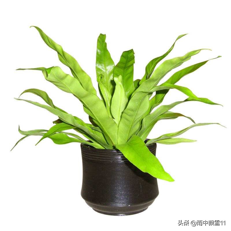 鸟巢蕨叶子焦边图片,鸟巢蕨叶子偏软