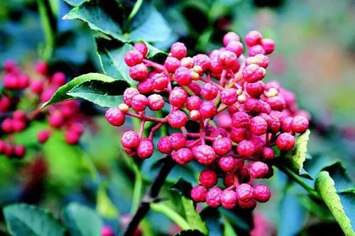 花椒红了甘肃武都,花椒红了陕西富平