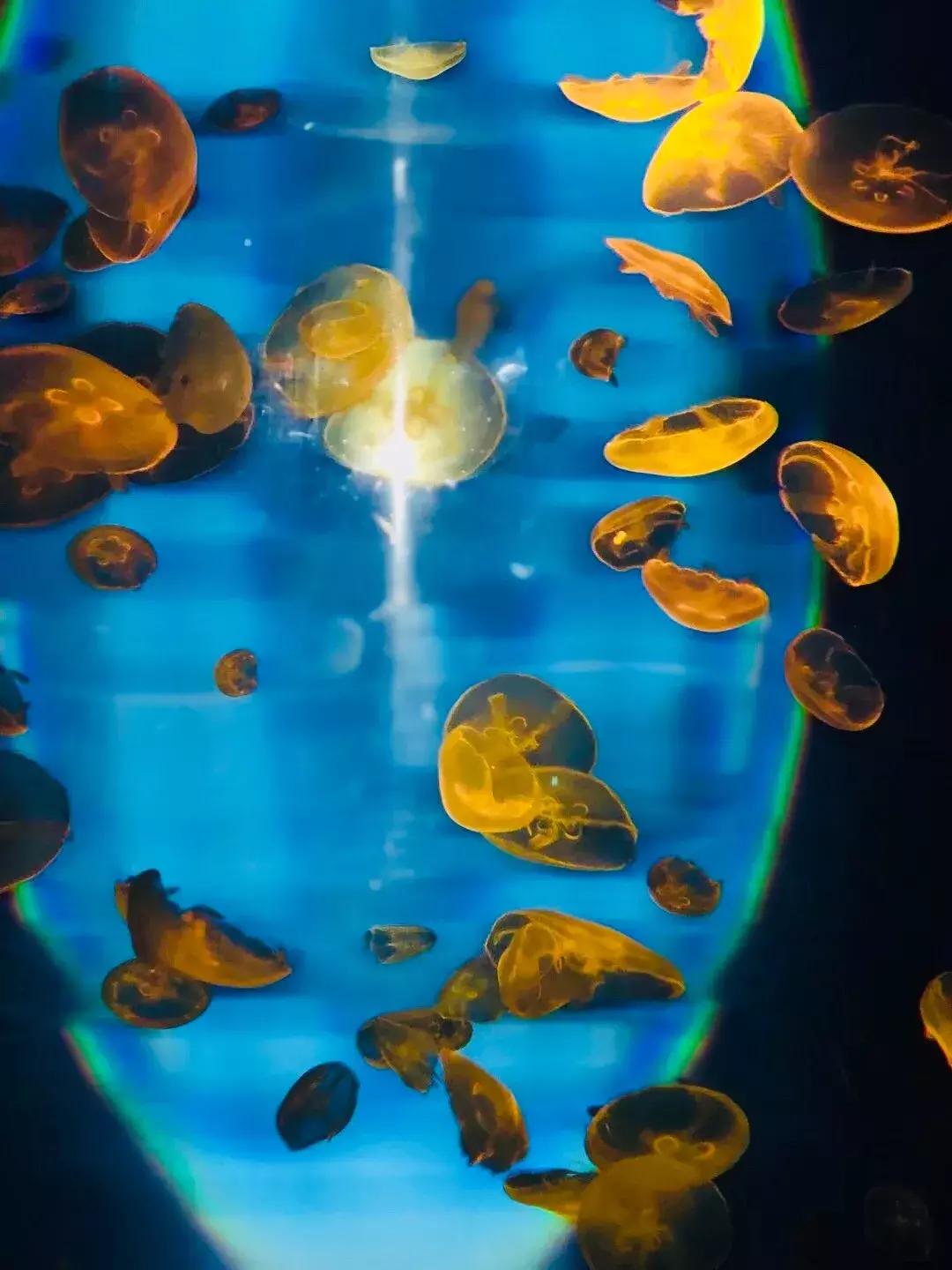 郑州奥林匹克公园萌宠乐园,郑州萌宠乐园长什么样子