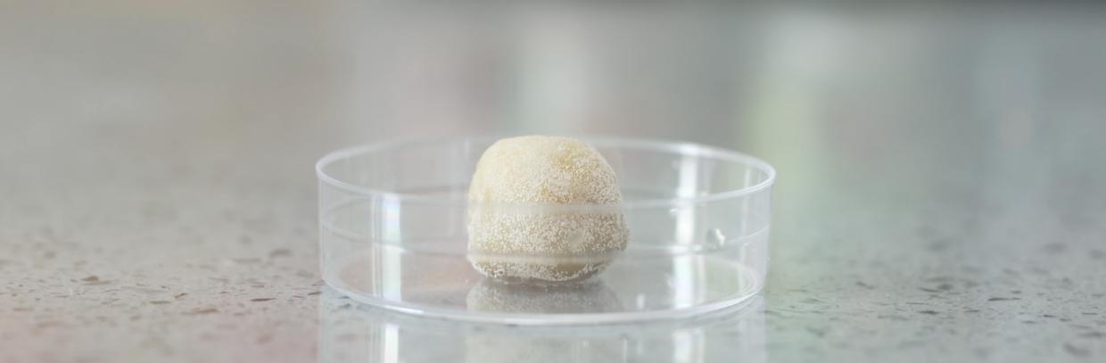 家中有蟑螂怎么一网打尽,家中发现一只蟑螂怎么办