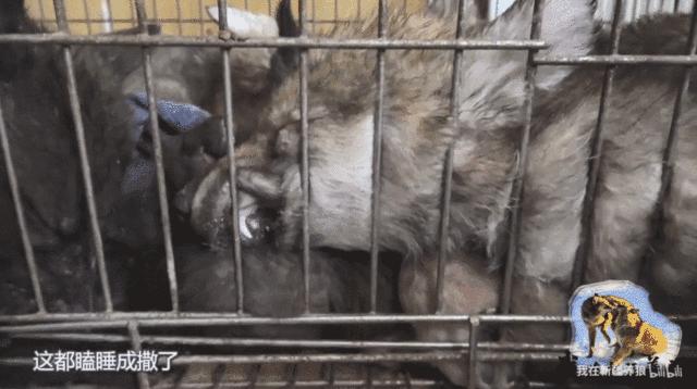 这位“女汉子”在*疆新**，把狼养成了哈士奇，就是经常揍狼的那个