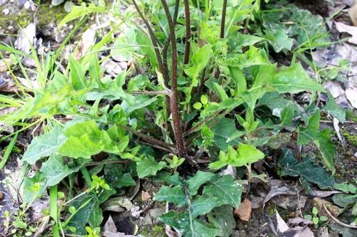 李时珍通便好物,李时珍通便软胶囊的功效