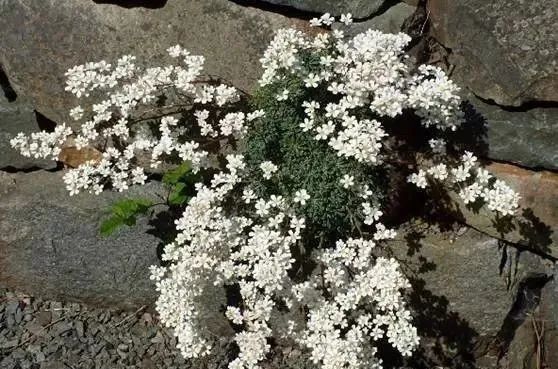 岩石花园景区,岩石园常用花卉