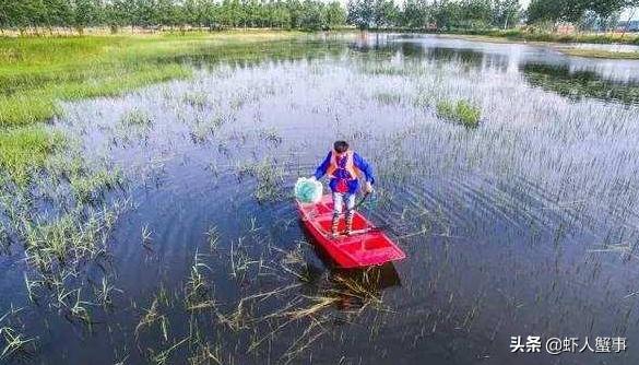 稻田小龙虾养殖技术大全,养稻田小龙虾技术新手入门