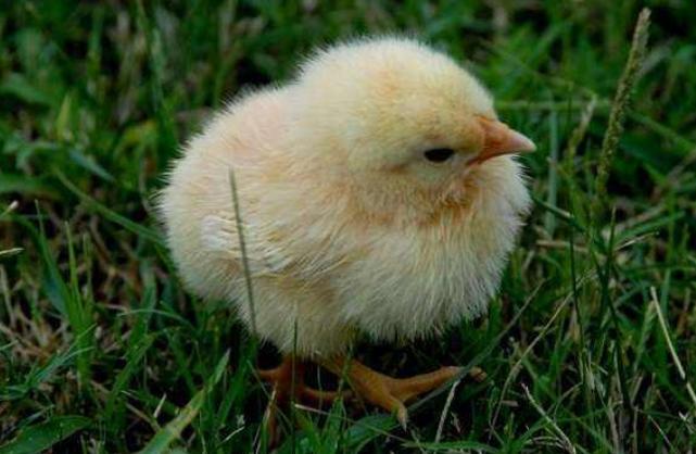 小鸡腿软站不起来会死吗,小鸡腿软站不起来怎么办