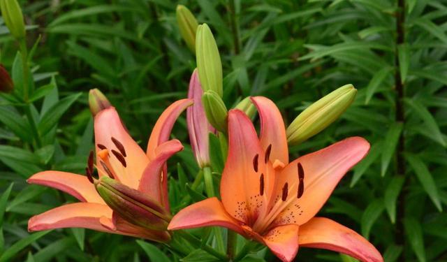 百合花苞怎么不开反而枯萎了,百合花苞迟迟不开怎么办