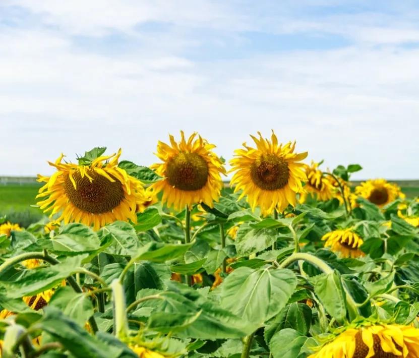 散文：汾阳的九月