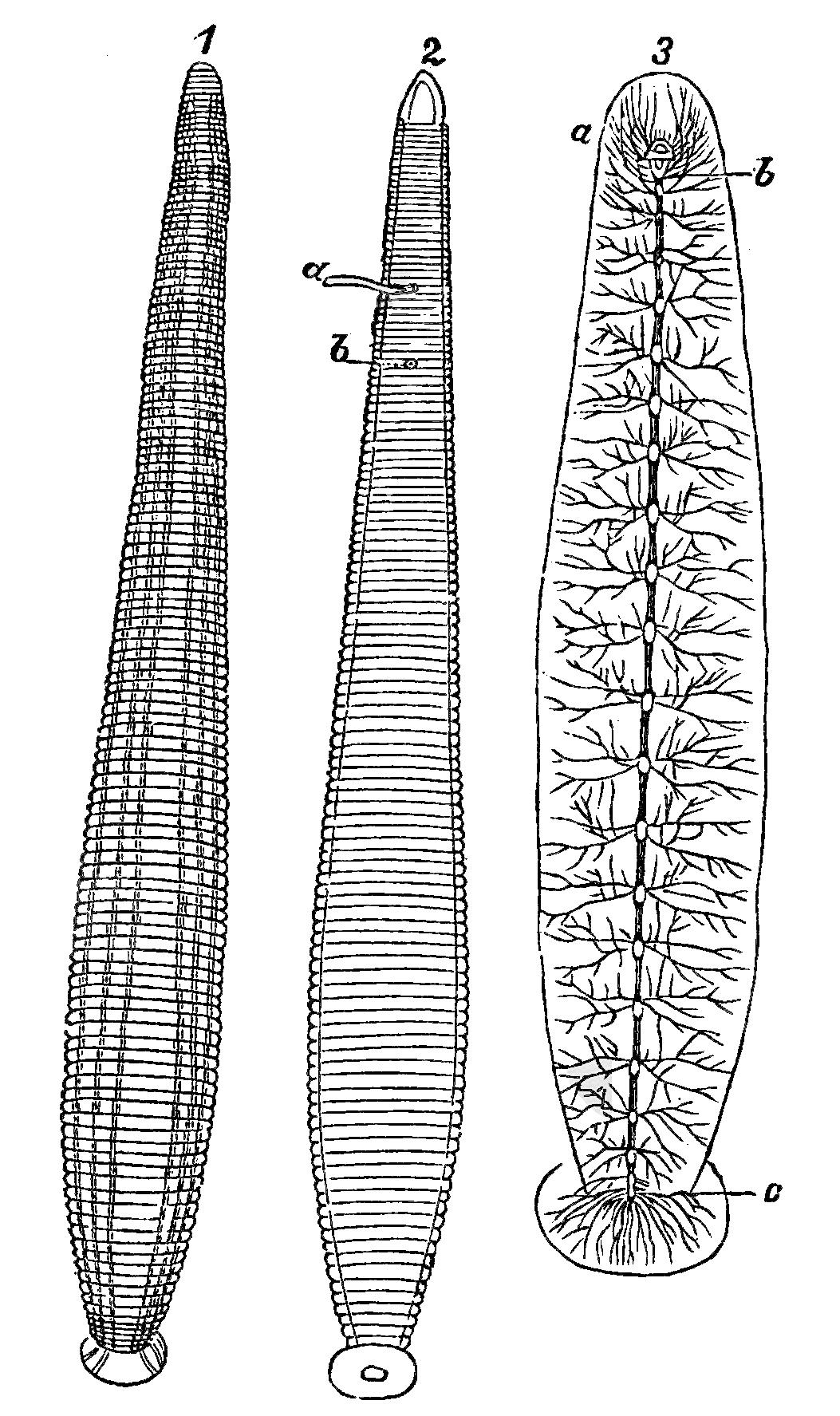 牛胃里的水蛭,牛胃里吃进异物表现