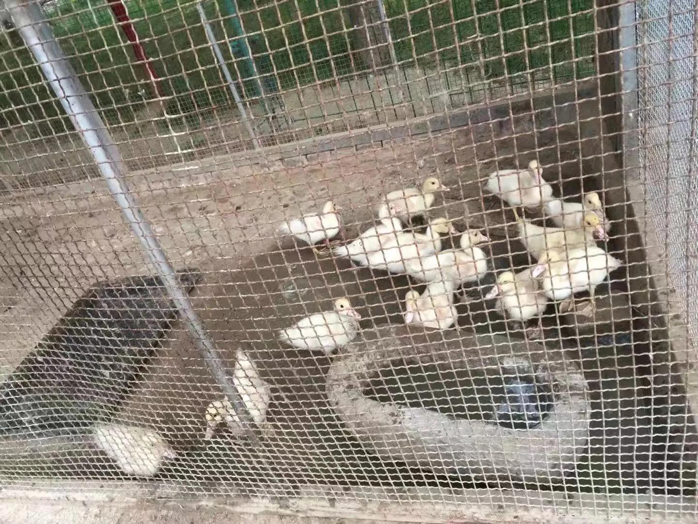 让孩子流连忘返的幼儿园,充满野趣的幼儿园