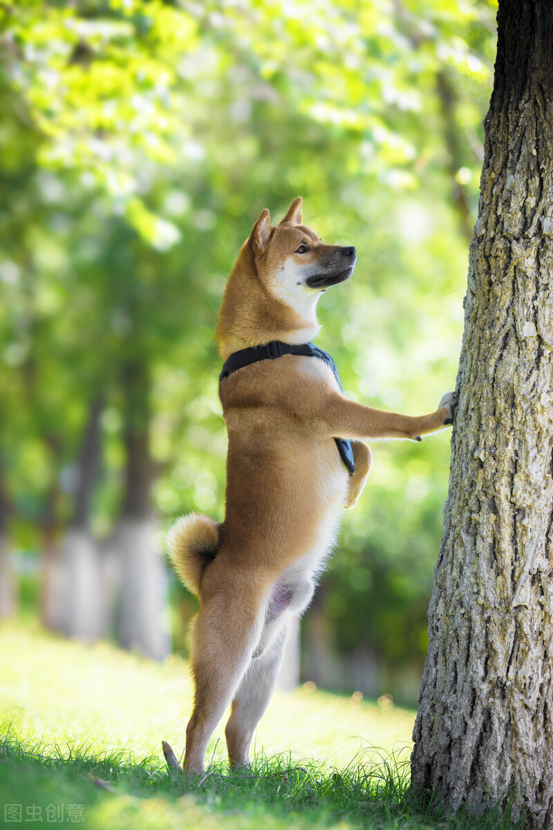 因表情包走红网络,网红柴犬表情包我只想拥有快乐