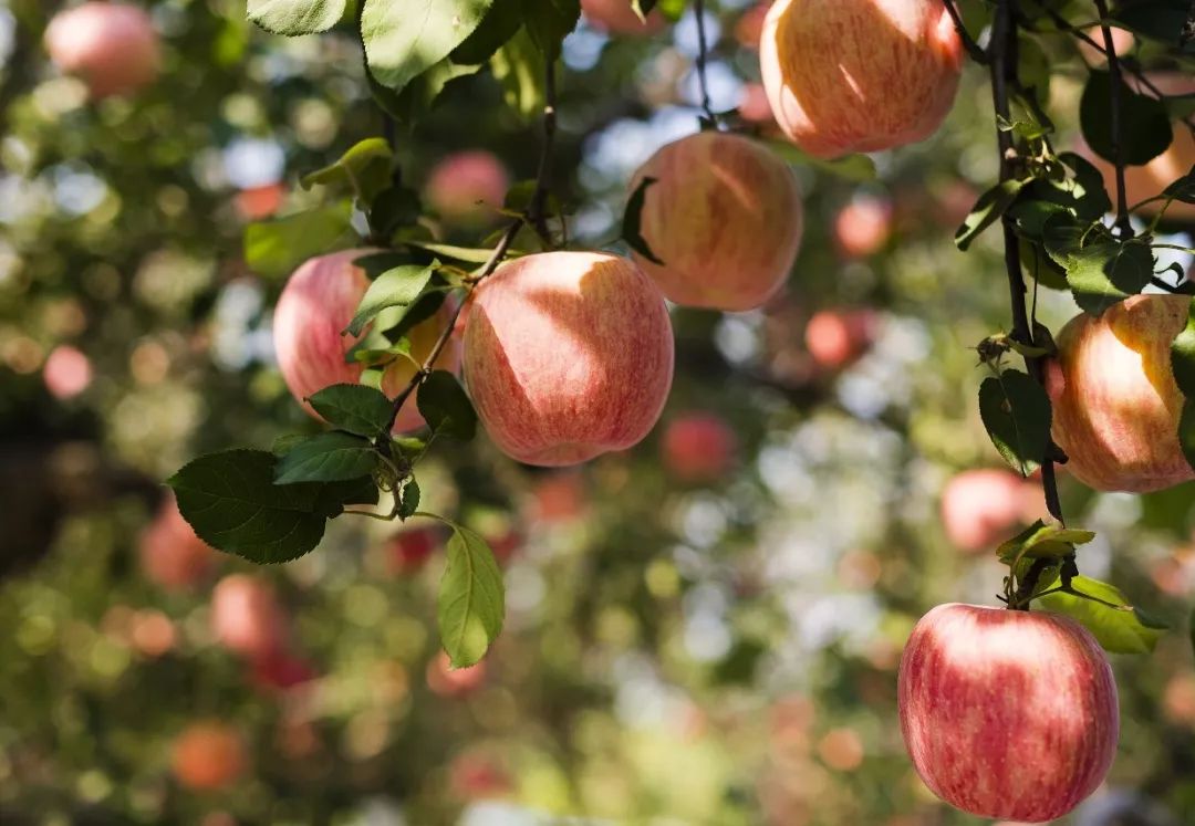 烟台自带仙气的城市,烟台福山名媛