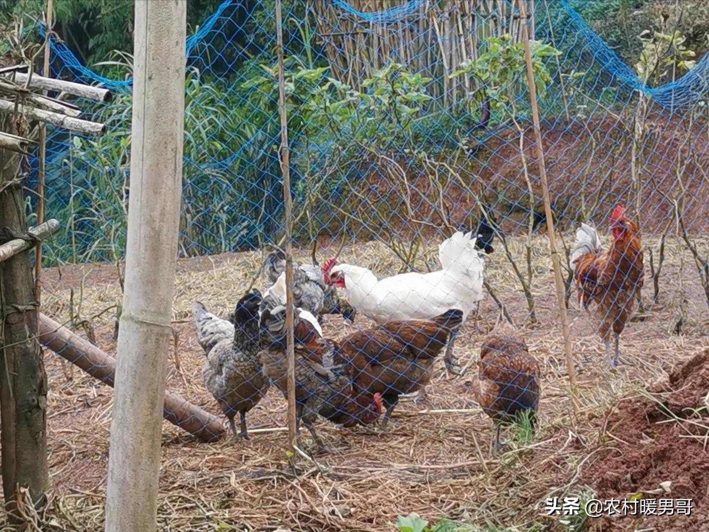 带大家一起走进乡村生活,农村生活带你体验