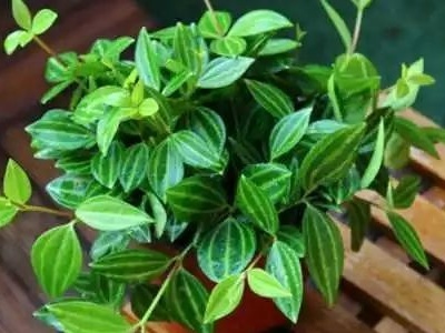 钻石翡翠吊兰养殖方法,钻石翡翠吊兰养殖方法和注意事项