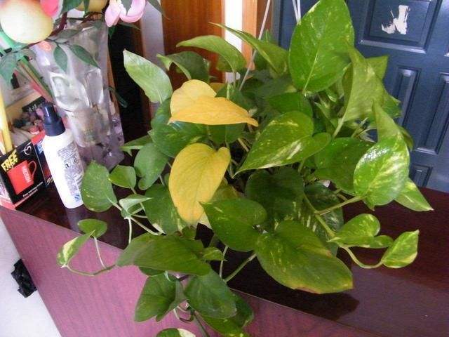 绿萝怎么浇水才会爆盆,绿萝水养才能爆盆和爬满墙