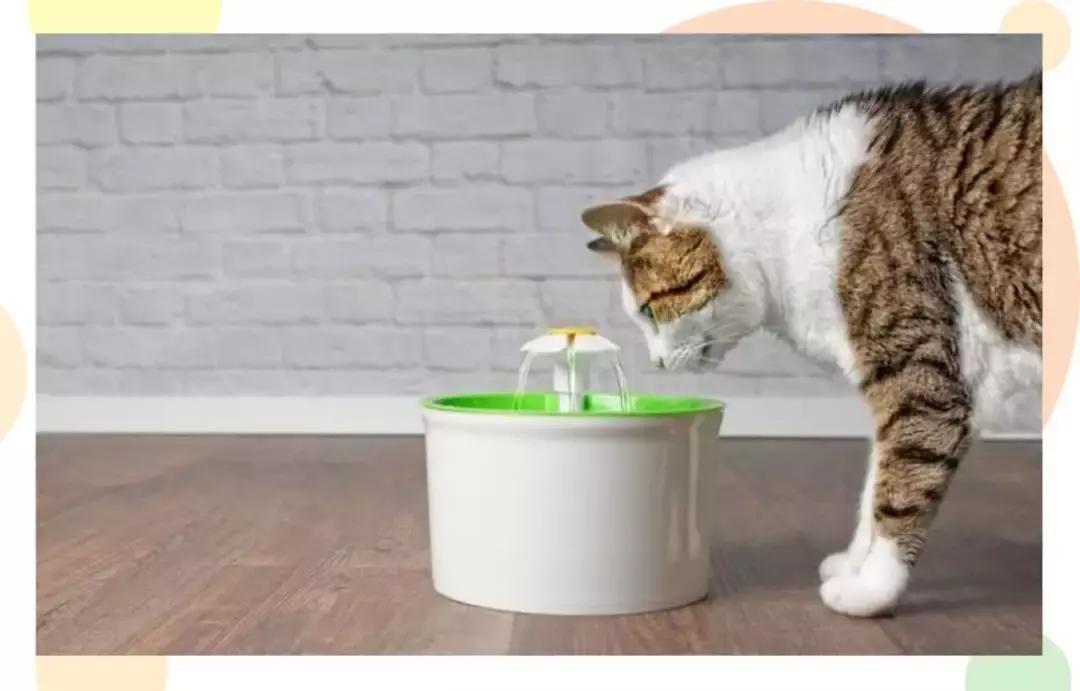 猫咪口臭去除神器,猫咪口炎