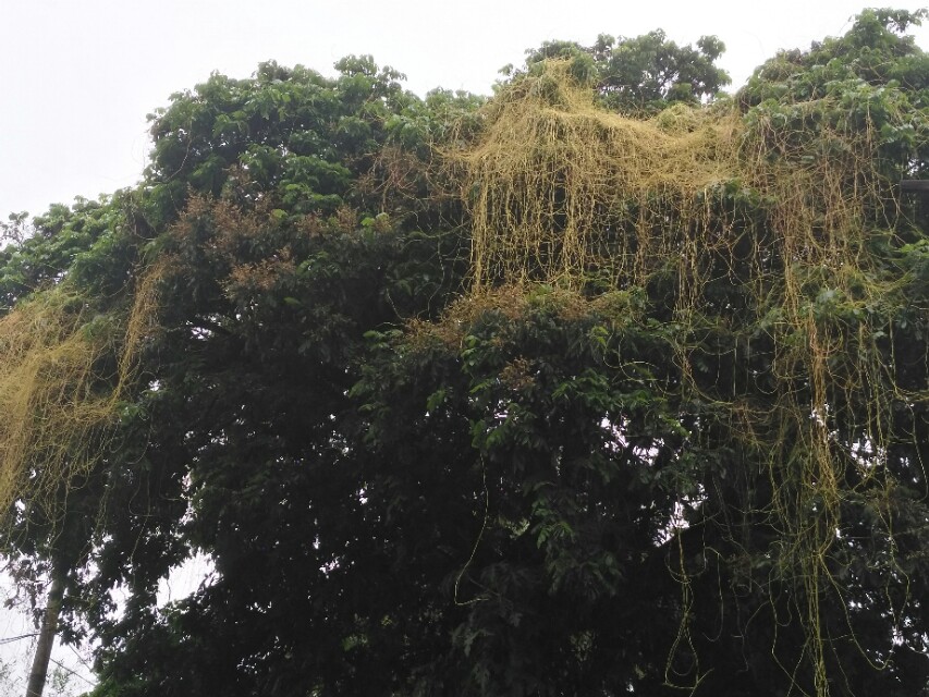 菟丝子的简介,菟丝子的民间叫法