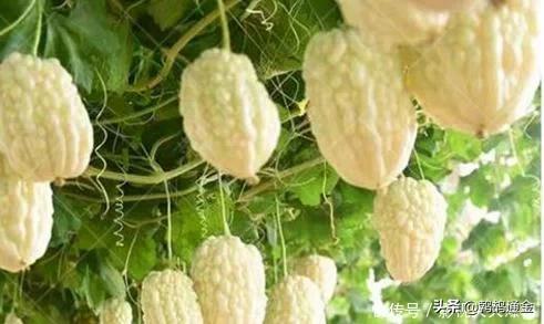 农业蔬菜种植亩产最高,是蔬菜也是主食的蔬菜