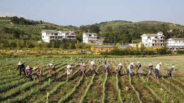 百年之前的一部职贡图，看尽西南大山中的苗民社会变迁