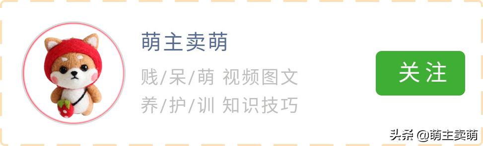 柯基狗耳朵竖起来还会塌下去吗,柯基犬耳朵立了怎么回事