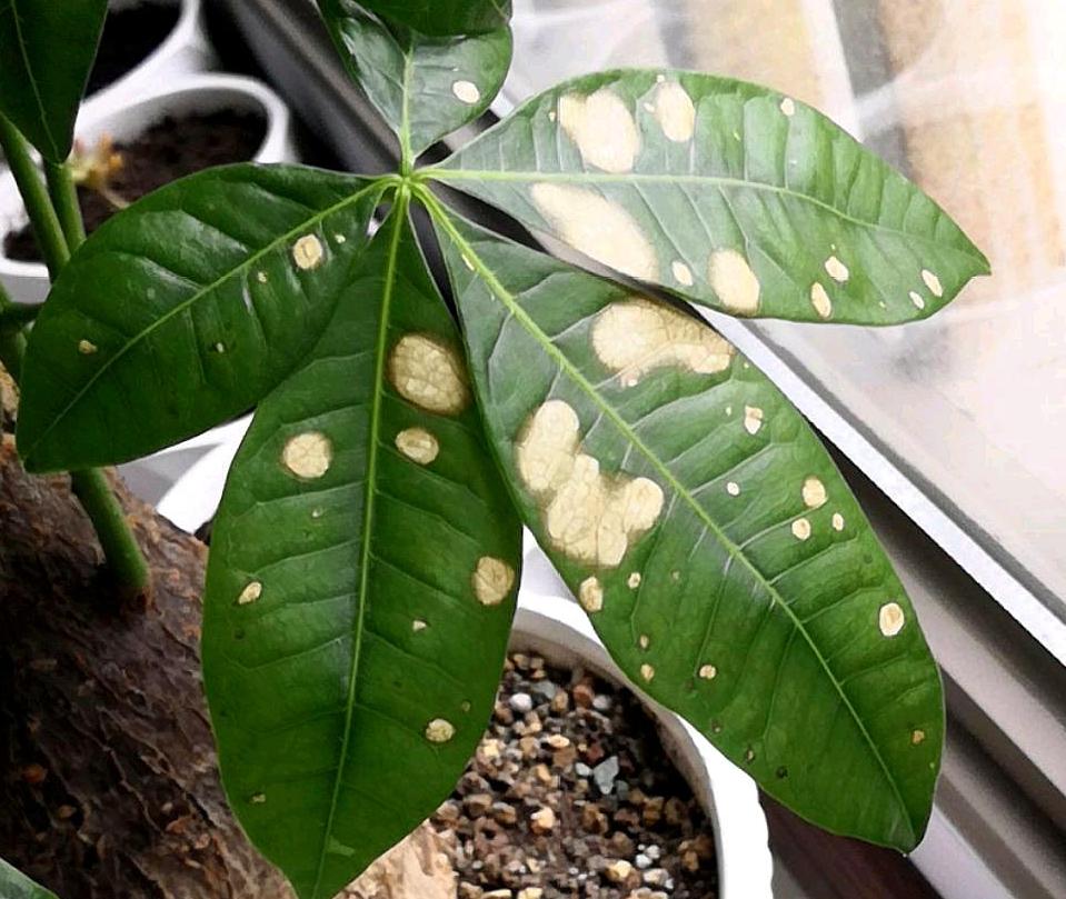 发财树新长的叶子发白是咋回事,发财树晒太阳后叶子发白怎么回事