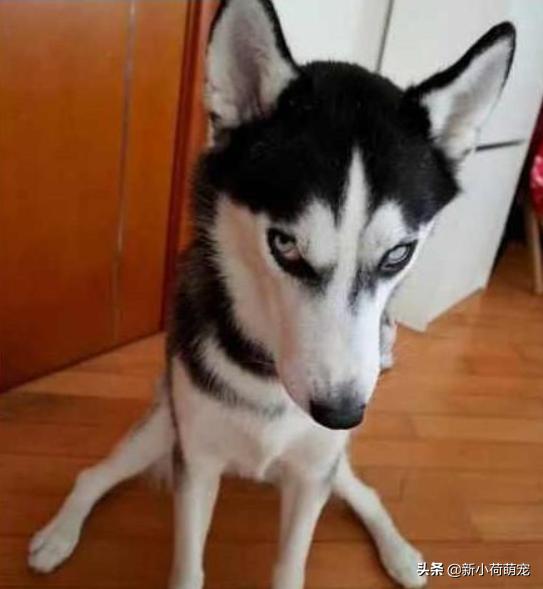 花500块买纯种哈士奇，对方却多送个平底锅？第二天才知道原因