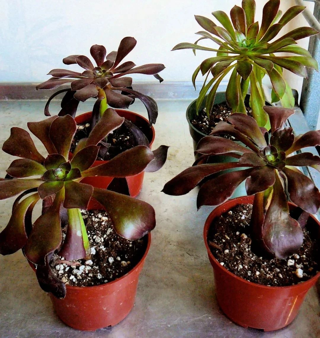 让多肉盆栽蓬勃生长的6个妙招,多肉盆栽夏季怎么养护