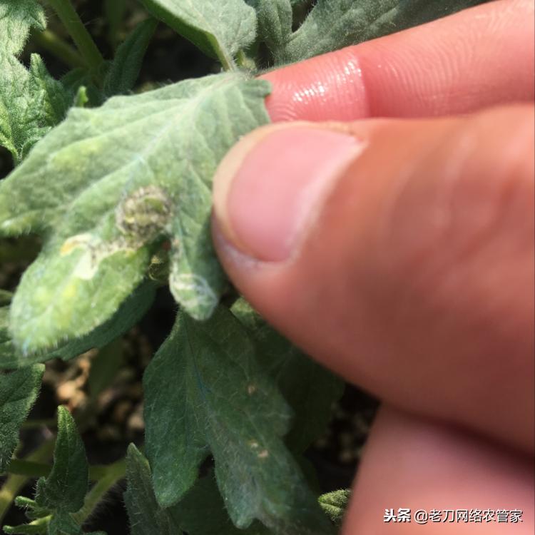 特别容易画的鬼符,斑潜蝇潜叶蛾鬼画符