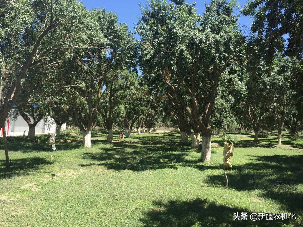 西域圣果巴旦木的功效,新疆西梅巴旦木