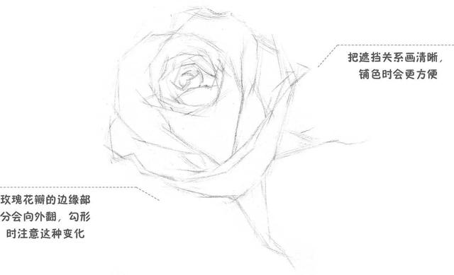 素描零基础入门教程水果,素描入门零基础教程玫瑰花
