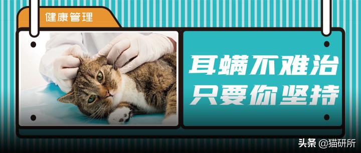 猫咪耳螨怎么治疗才能彻底好,耳螨猫咪用什么药猫咪老是乱动