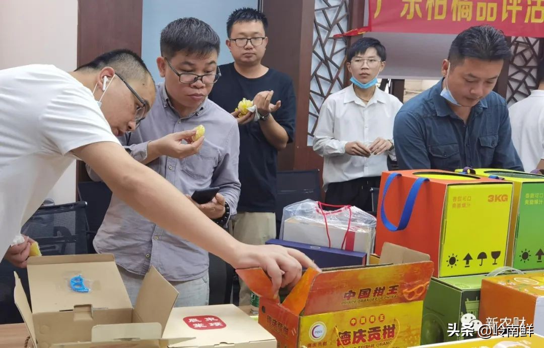 广州柑橘批发市场行情,广东柑橘市场今日行情