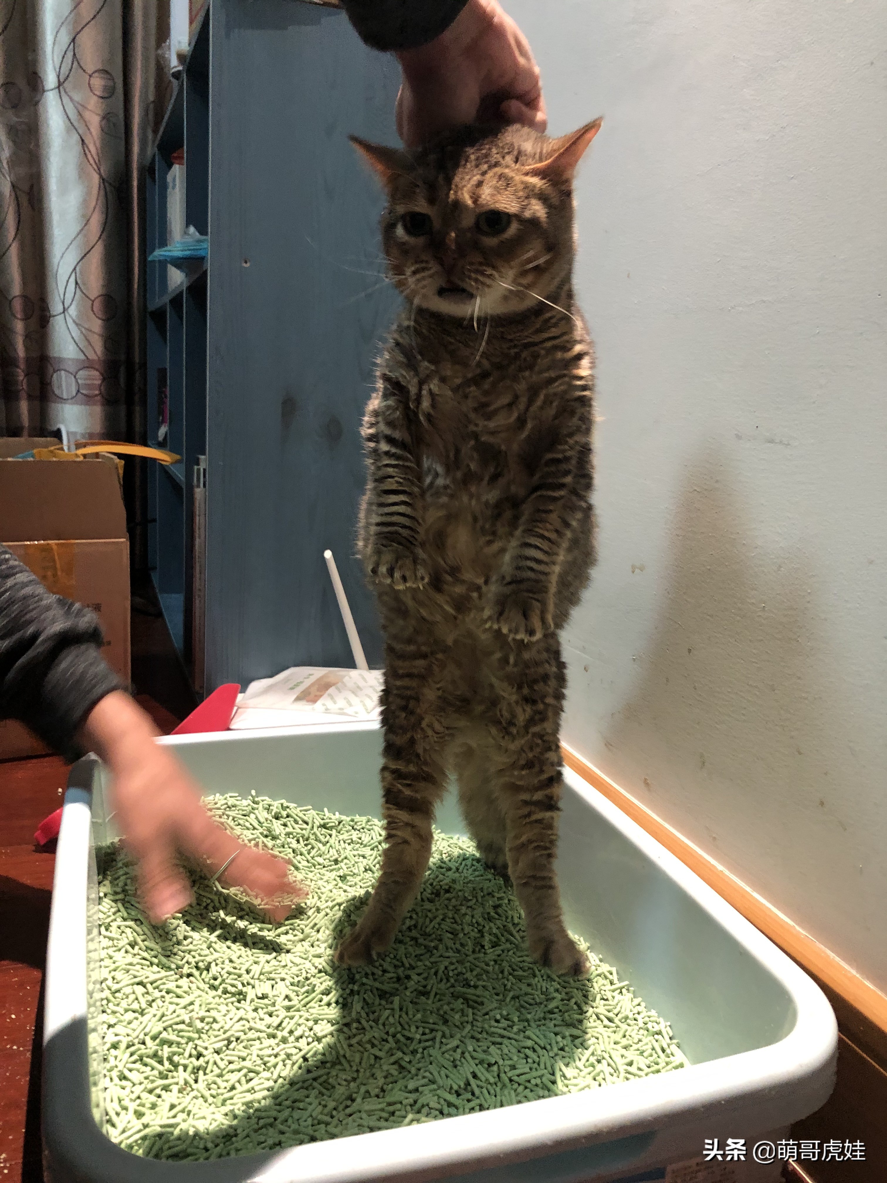 抓住小猫后颈挣扎得厉害,拎猫咪后脖颈猫咪使劲挣扎