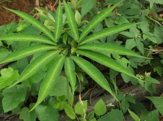 家里窗台阳光强适合养什么绿植,家里室外养花怎么摆放最好