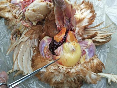 蛋鸡脂肪肝综合征的防治,蛋鸡脂肪肝氯化胆碱正确使用方法