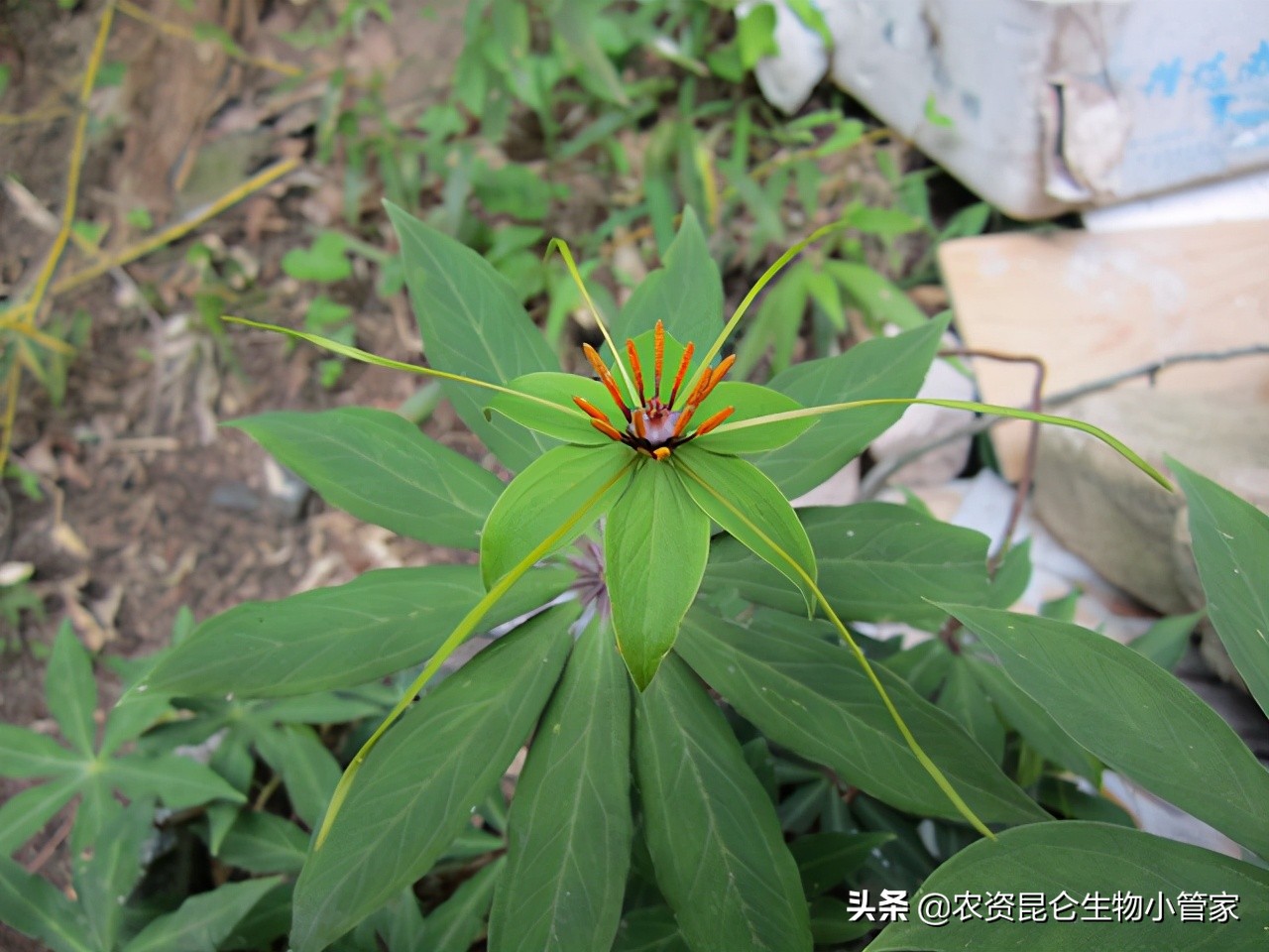 重楼黄叶病怎么治疗,重楼苗黄叶是什么原因