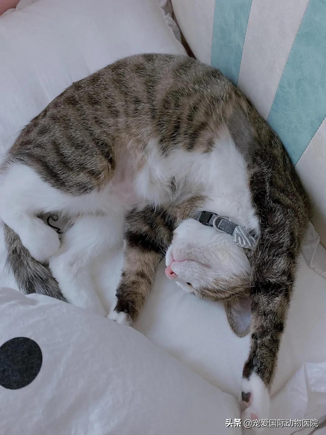 猫传腹治好了还会传染给其他猫吗,猫传腹打441见效后会一直变好吗