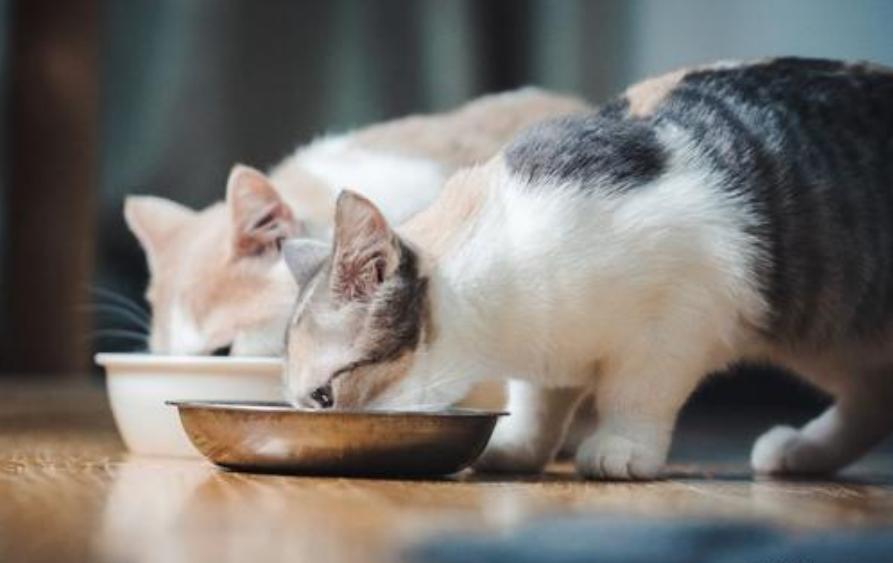 猫咪便便臭有血,猫咪便便太臭了怎么办