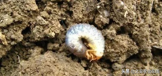 红薯地怎么杀灭地下害虫,地下害虫最佳灭虫方法