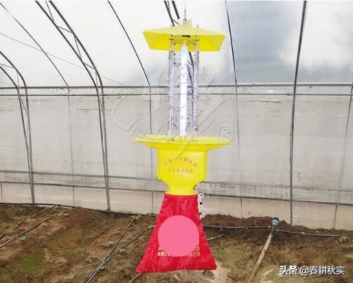 棉铃虫危害番茄图,番茄棉铃虫的防治方法