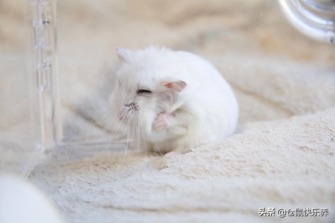 仓鼠并非邋遢宠物，为获得饲主宠幸，洗脸理毛鼠鼠每天都会做