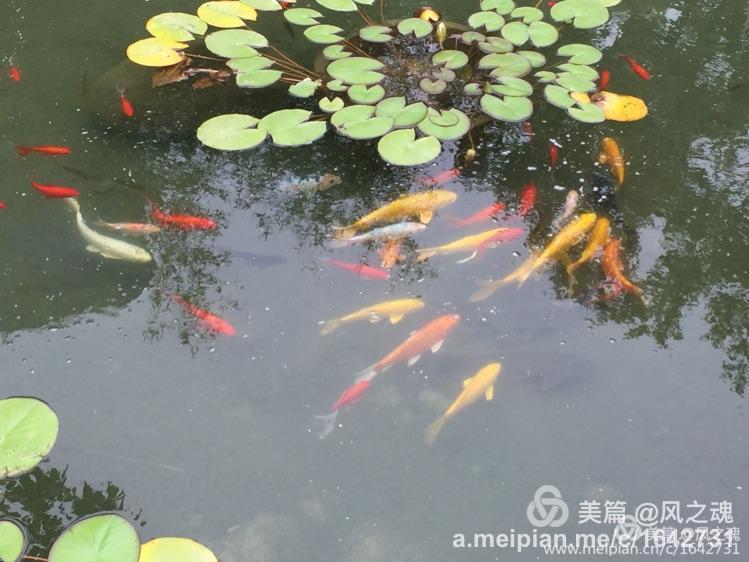 遵化汤泉温泉度假村山顶星空汤屋,遵化福泉宫温泉度假村农家院出售