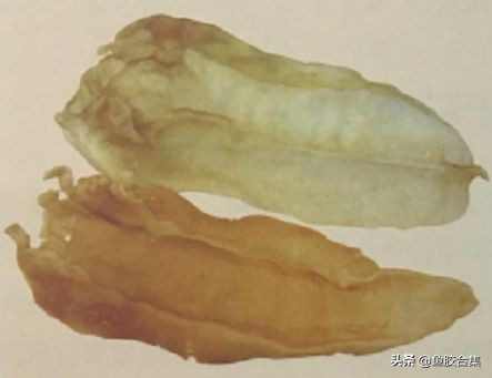 什么鱼胶适合长期保存,鱼胶用什么储存