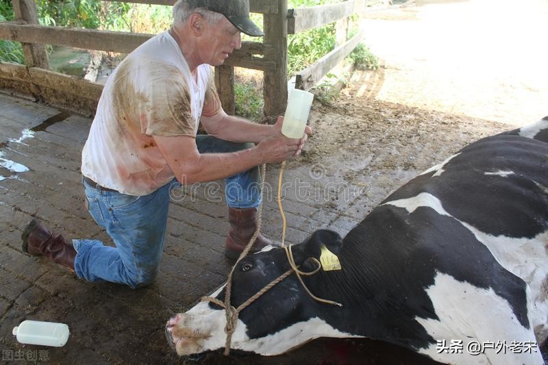病毒性腹泻中草药,治疗牛病毒性腹泻的中药