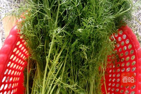 茴香肉饺子怎么调馅简单肉香,茴香肉怎么包饺子