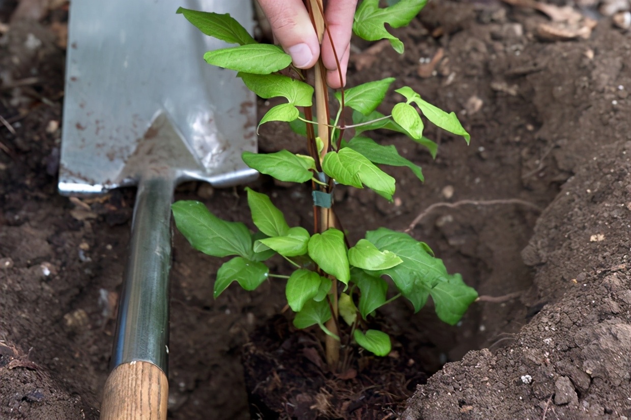 铁线莲小苗怎样种易成活,秋天新买的铁线莲小苗怎样上盆