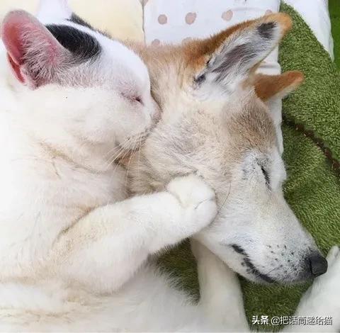 当小猫咪遇上大型犬,当小猫咪遇到大狗狗真是太温馨了