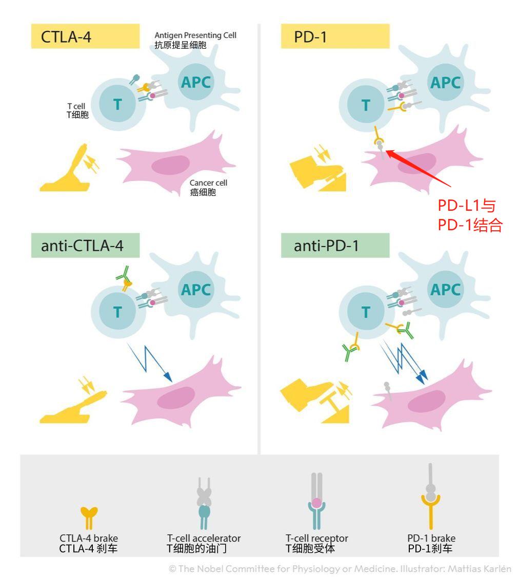 逆袭神药,被忽略的国产神药