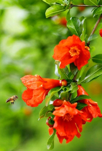 怎样拍石榴花更好看,石榴花获奖摄影作品欣赏